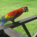 Scarlet Macaw