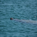 Antillean Manatee
