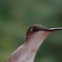 Ruby-Throated Hummingbird