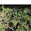 Evergreen Shrub