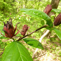 Carolina Allspice