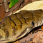 Scrub (Amethyst) Python