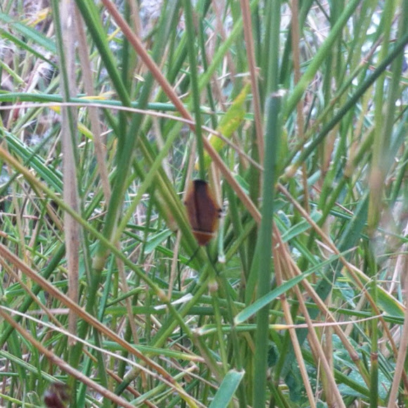 Spotting Image 1