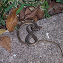 Eastern ribbonsnake