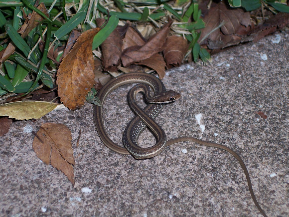 Spotting Image 1