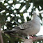 Crested Pigeon