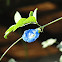 Butterfly Pea