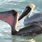 Brown Pelican