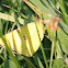Clouded Sulphur