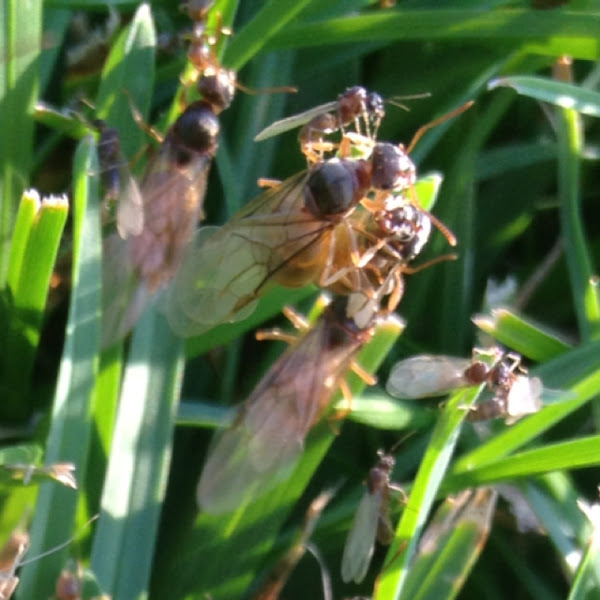 Cornfield Ant Project Noah