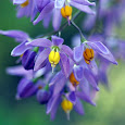 Flowers of North America
