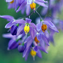 Solanum
