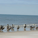 Brown Pelican