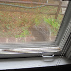 Grey Squirrel
