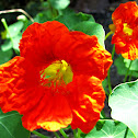 Nasturtium