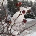 Rosehips (Roseberries)