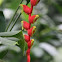 Heliconia Pendula