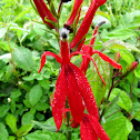Cardinal Flower