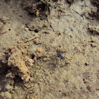 Fly