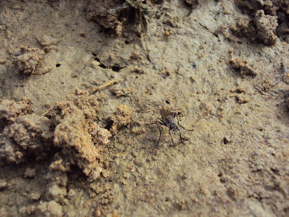 Spotting Image 1