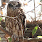 Southern Boobook