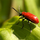 Red Lilly Beetle