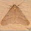 Linden Looper Moth