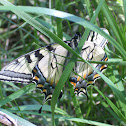 Yellow Swallowtail Butterfly