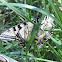 Yellow Swallowtail Butterfly