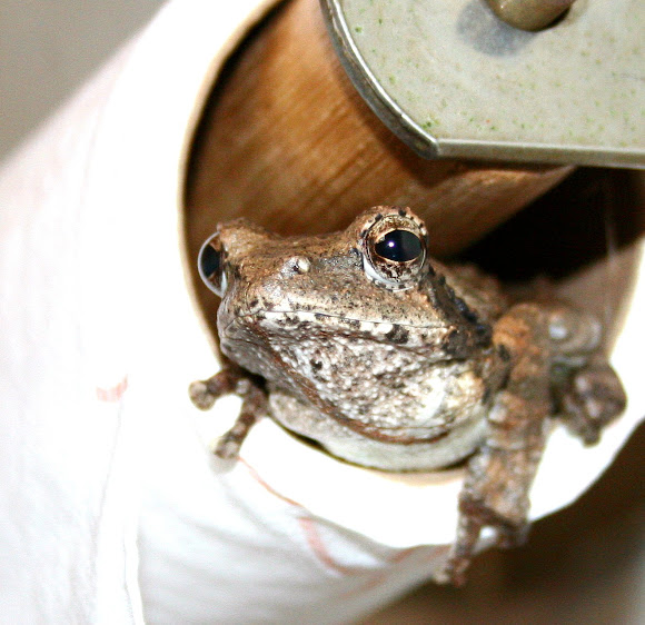 Tree frog / Foam nest frog Project Noah