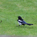 European Magpie