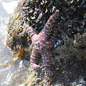 Ochre Sea Star