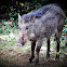 Wild boar