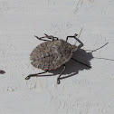 Stink bug, instar.