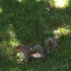 Eastern Gray Squirrel