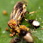 Signal Fly