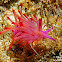 Redline Flabellina