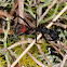 Camponotus cruentatus