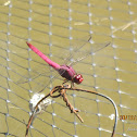 Pink Dragonfly