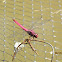 Pink Dragonfly