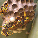 YellowJacket