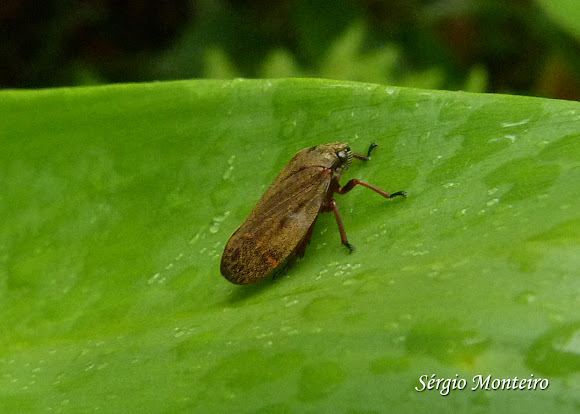 Spotting Image 1