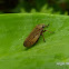 Spitle bug