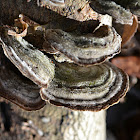 mossy maze polypore