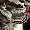 mossy maze polypore