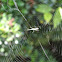 Long-jawed Orb Weaver