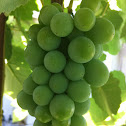 uvas