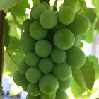 uvas