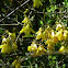 Kowhai