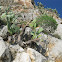 prickly pear